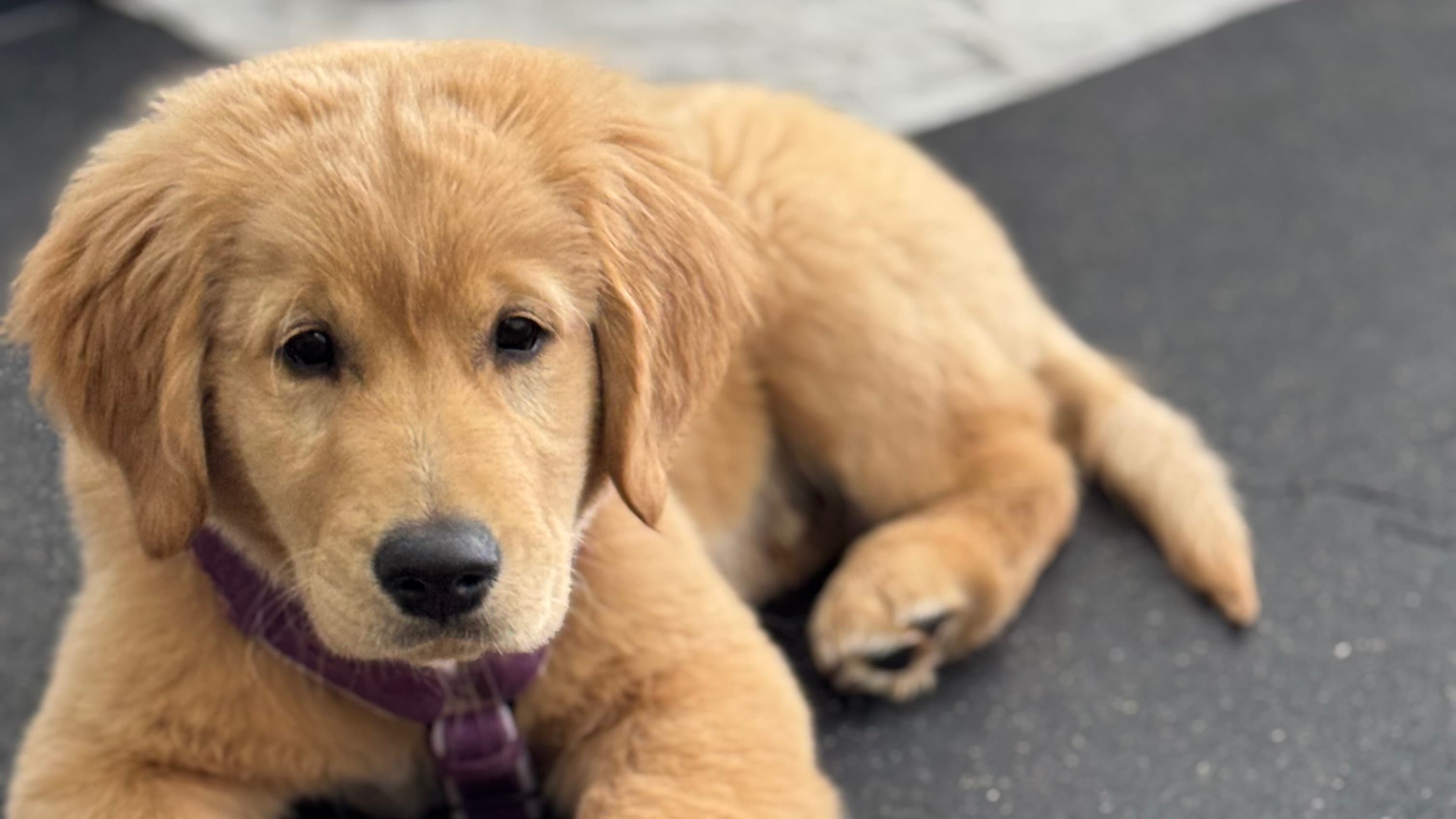 Puppy Kindergarten